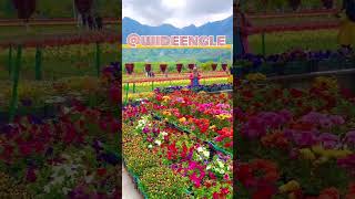 phol gulab ka..#flowers #love #song