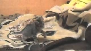 This Is Sparta – Cat Edition