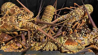Spiny Lobster Live Packing and Shipping Part Two