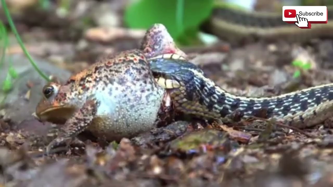 Predator Power: Survival in the Wild