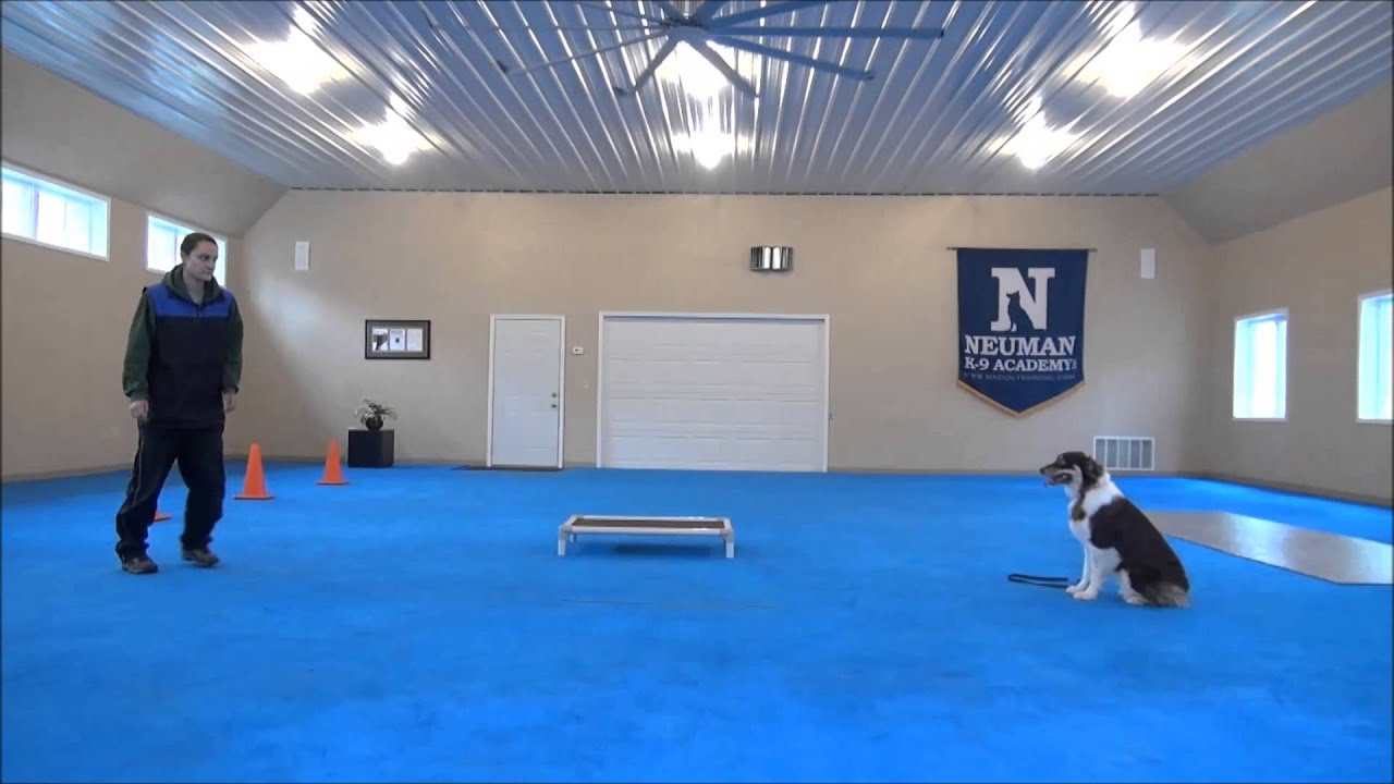 Mayzie (Australian Shepherd) Boot Camp Dog Training Video YouTube