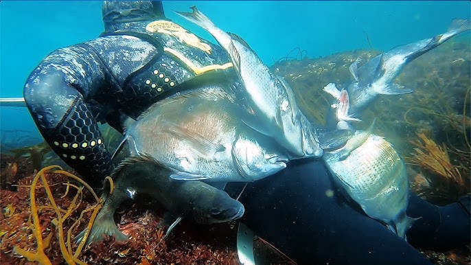 Dorade - Loup & Barracuda Dans 2m d'eau - Chasse sous marine 2020 