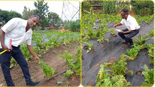 Farming In Uganda Changed My Life| From Eritrea With Nothing  To The Biggest Farmer In EA.
