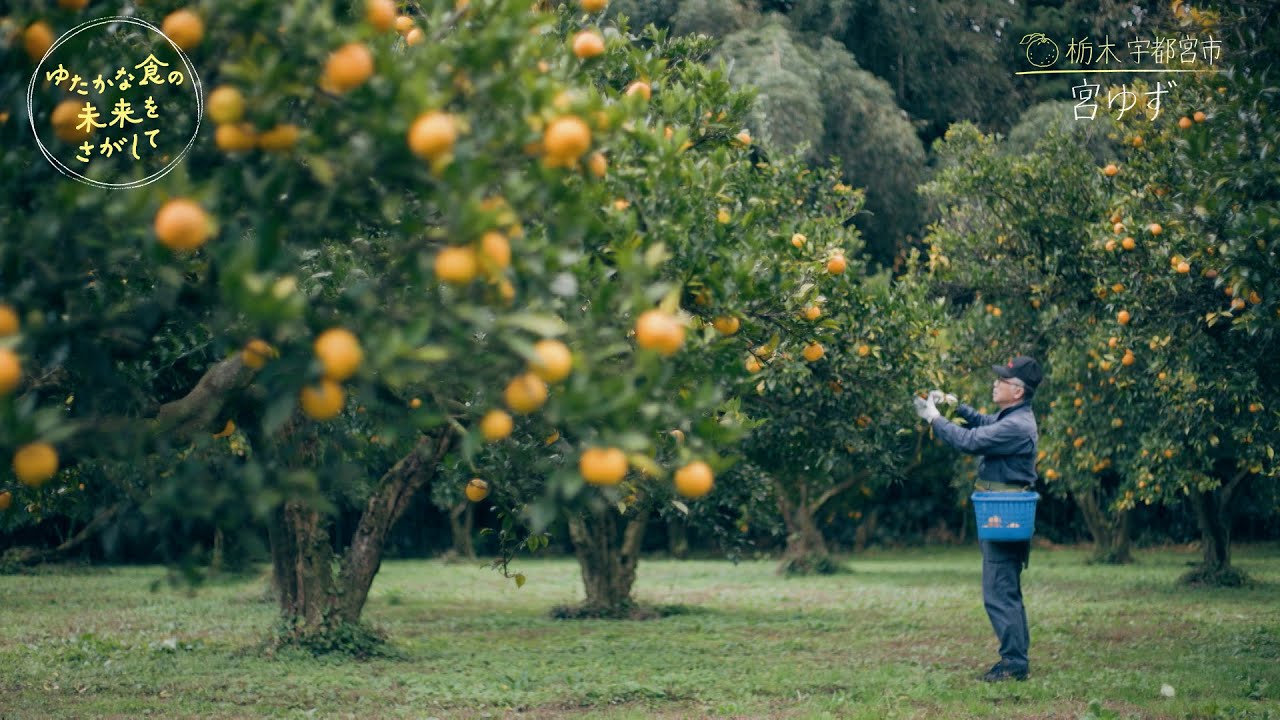 栃木 宇都宮市「宮ゆず」① 冷涼な山里に香る黄金の実／『ゆたかな食の未来をさがして』【TBS】