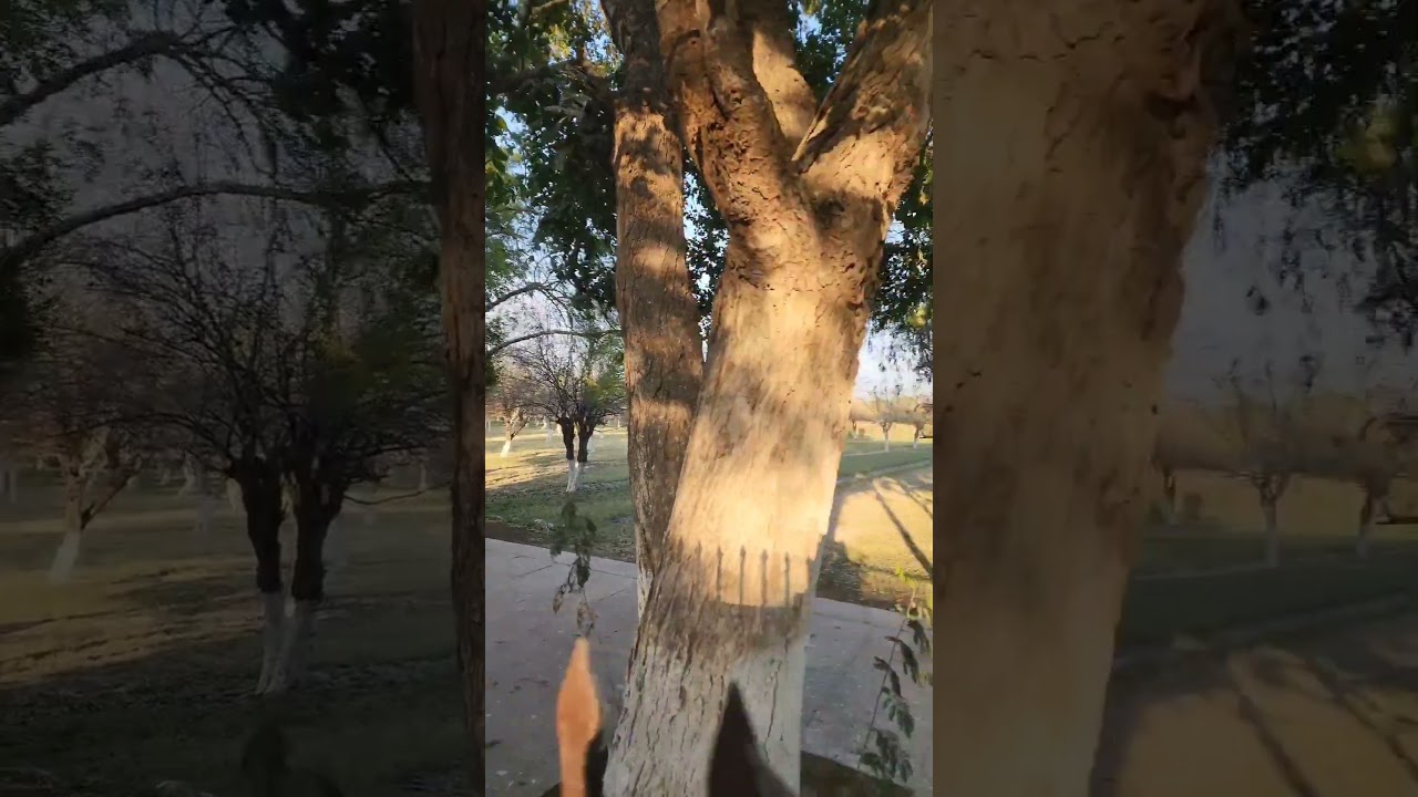 The BEST Taj Mahal Viewpoint! 📸📍 