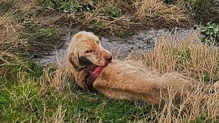 Abandoned hunting dog was found in horrible condition. Her body started rotting.