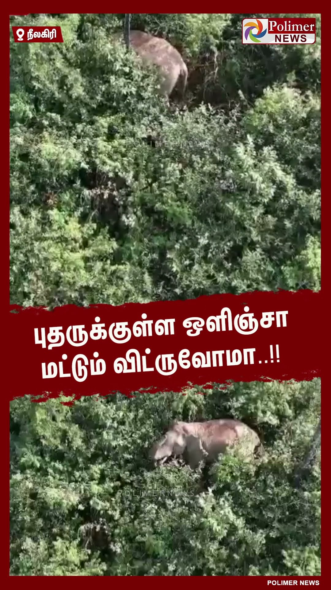 ட்ரோன் கேமரா சத்தத்தை கேட்டு புதருக்குள் ஒளிந்து கொண்ட 'புல்லட்' காட்டு யானை #shorts