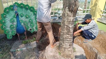 kỹ thuật bứng cây trồng , bứng cây me cổ thụ I kiền vlog