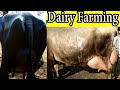       i dairy farming tips 24 i how to care pregnant cows and buffaloes
