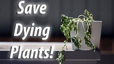 How To Save And Revive A Dying Plant (2019)