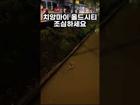 치앙마이 가기 전에 꼭 봐야되는 영상