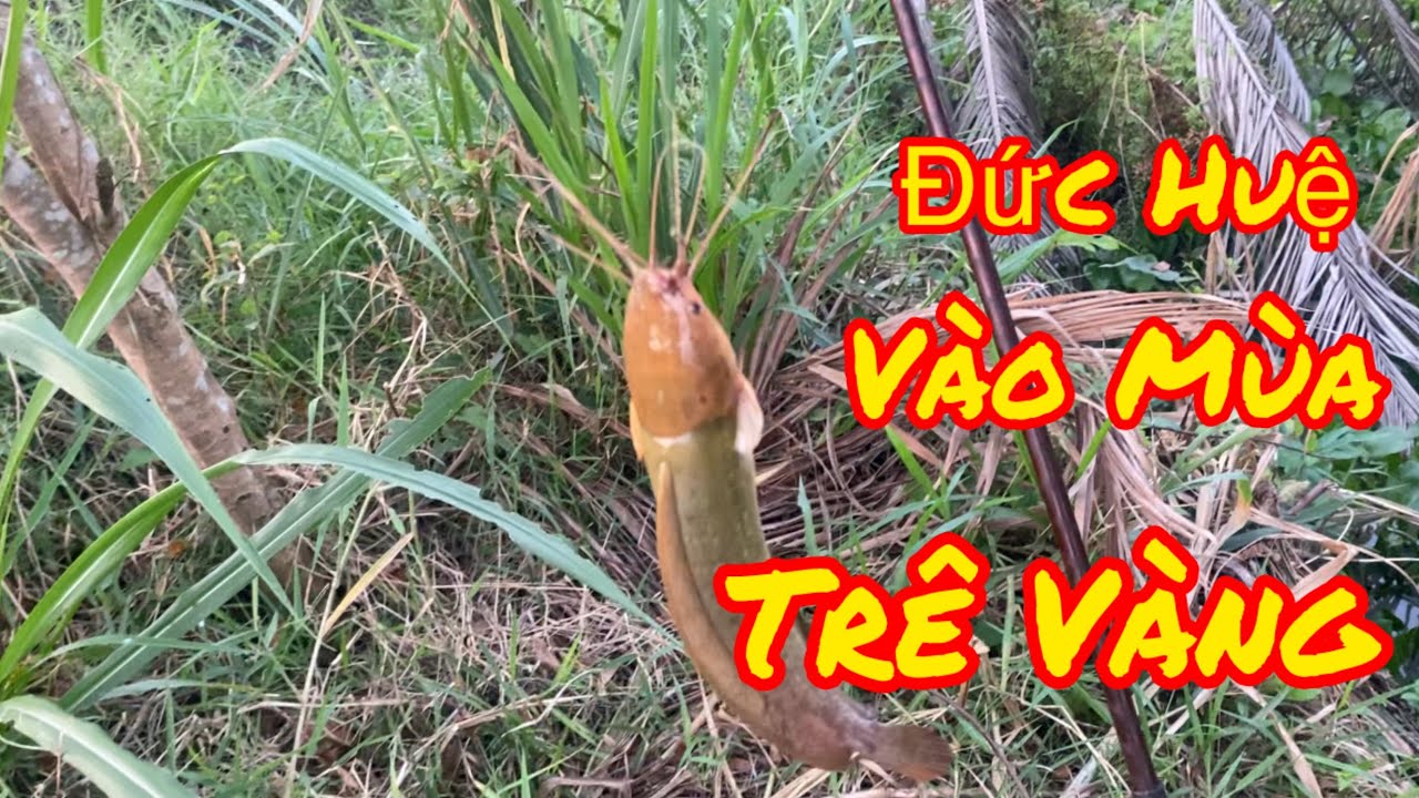 Câu cá trê vàng Tiếp tục đức huệ câu đã tay thật 