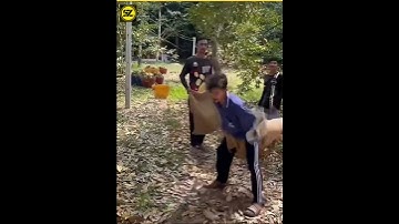 How do they catch durian fruit 😱