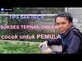 Ternak Ciblek poligami 1 jantan 3 betina