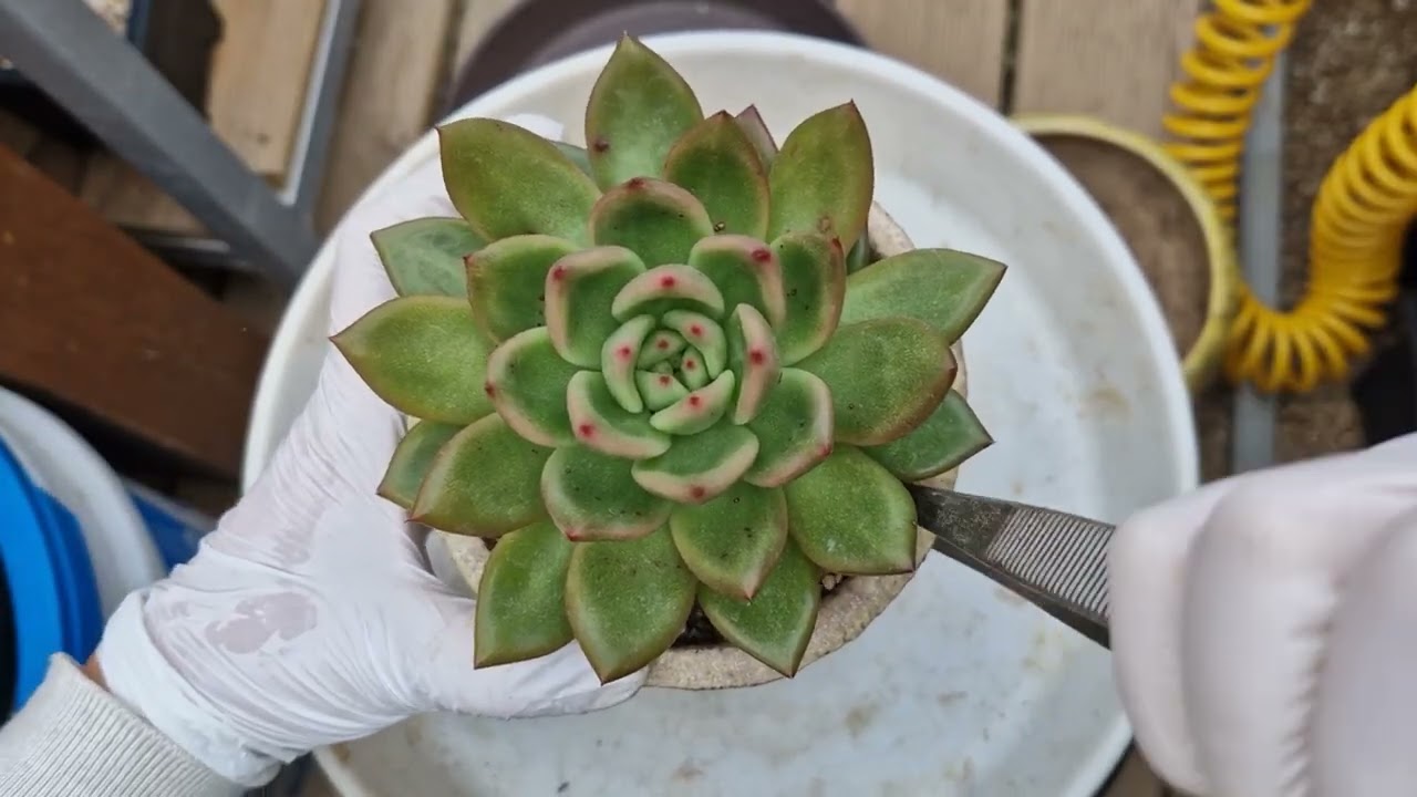 집이 너무 작아서 분갈이하는 딜리~ 철화와 쬐금 큰 얼큰이 쌩얼 합식하는 레드와인 분갈이 흙갈이해요~ 🩷구독과좋아요 🩷 