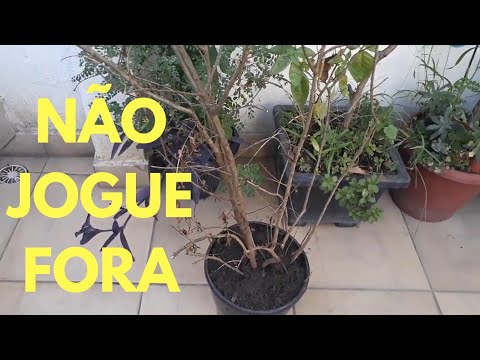 Vídeo: Como saber se uma planta está morta