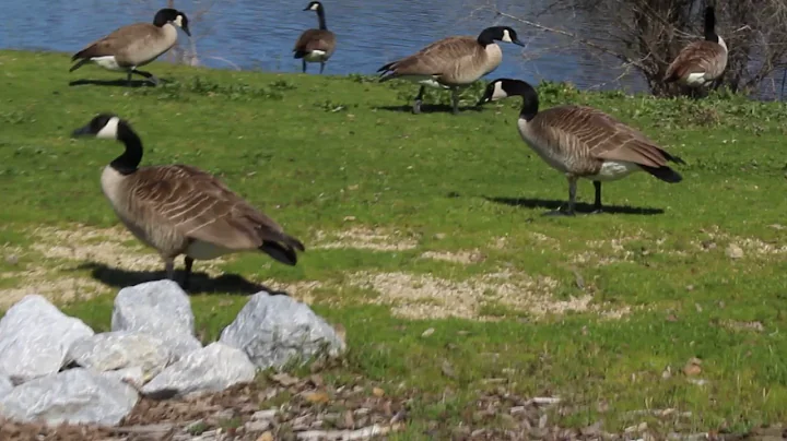 Geese: The Real Problem