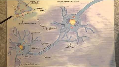 Bio 201 Modeling Project Synaptic Communication