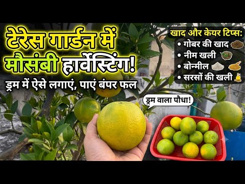 Terrace Garden Se Mosami Harvesting/ Gamle Me Kaise Payen Deron Fal/Janiye Sehi Mitti,Khaad,CareTips