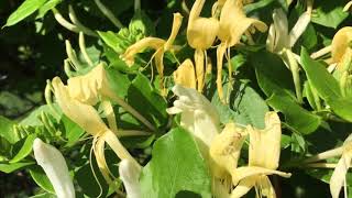Шикарное цветение ЖИМОЛОСТИ ! Gorgeous flowering honeysuckle !