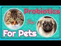 Probiotics For Pets -  [ All You Need To Know! ]