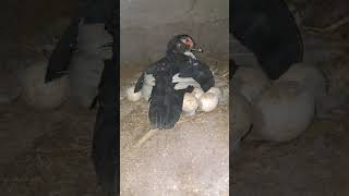 Ducks Hatsing Times.