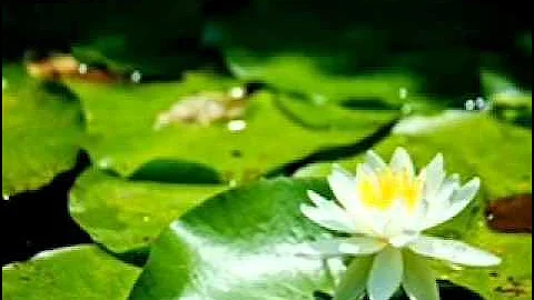 The only exception - Paramore {traduzione in italiano