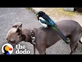 Magpie Imprints On His Human Mom And Her Dog | The Dodo