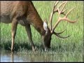 Barasingha with massive head of antlers drinking in Kanha swampland Mp3 Song
