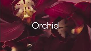 Calvin Klein Euphoria Eau de Parfum – Chypre Women's Perfume – With Notes of Pomegranate.