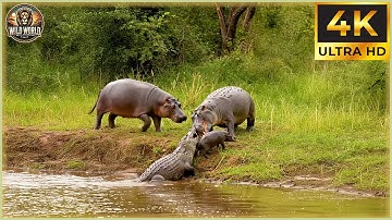 THE CROCODILE: Nature’s Most Explosive Predator in Action! | Animal Documentary