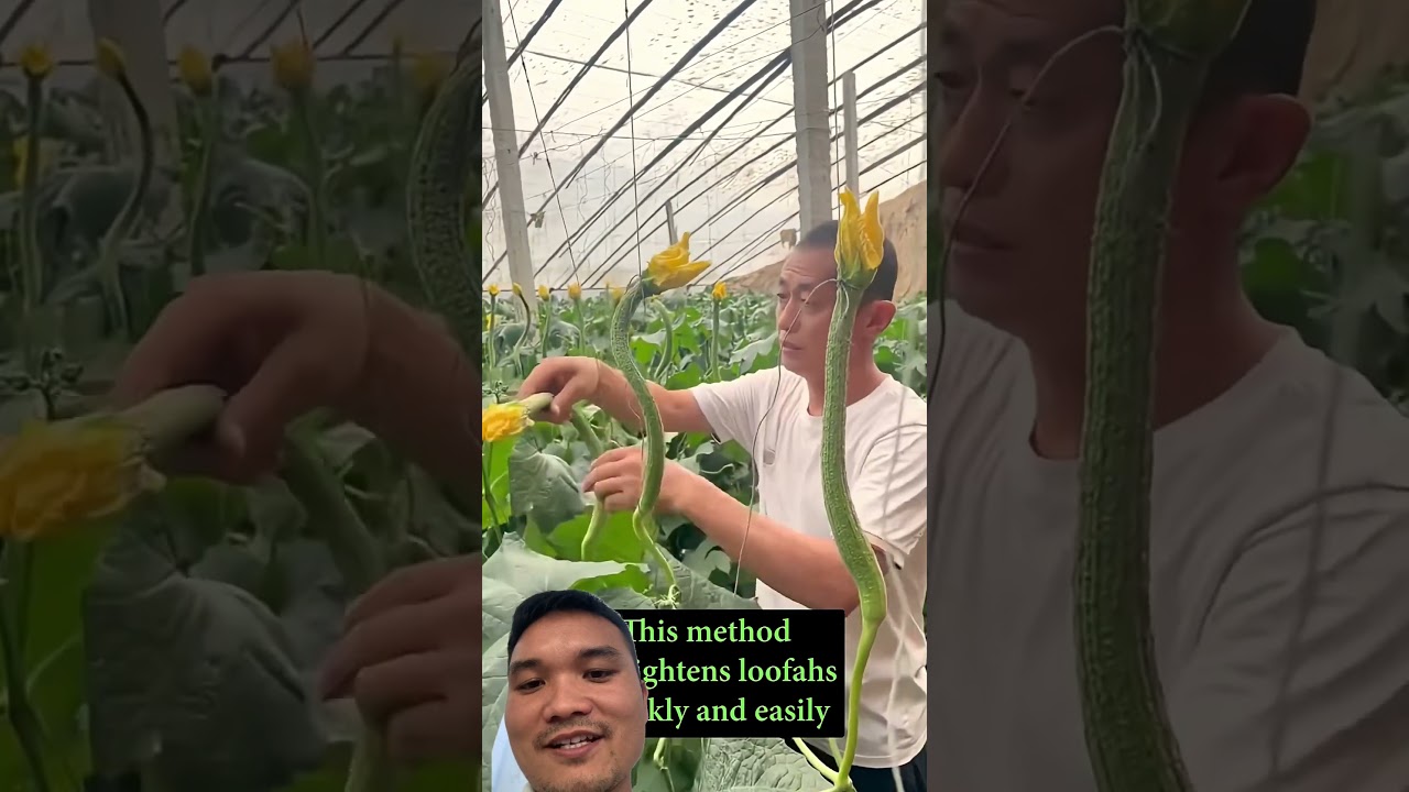 Cách Trồng Mướp Dài Thẳng Của Nông Dân Việt Nam #farming