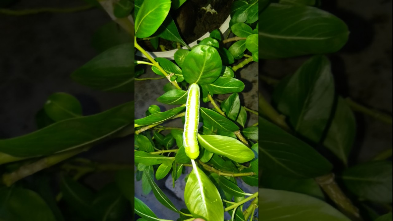 see a beautiful creature of God in my home