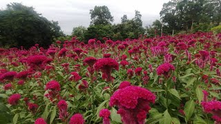 cultivo de flor de... (mano de león .. flor de papa..) #flores #plantas #adornos #tradicionales