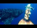 MERMAID MELISSA SWIMMING WITH WHALE SHARKS: THE BIGGEST FISH IN THE OCEAN!