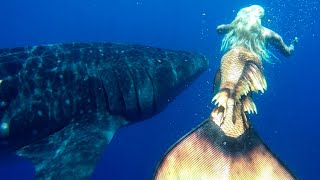 MERMAID MELISSA SWIMMING WITH WHALE SHARKS: THE BIGGEST FISH IN THE OCEAN!