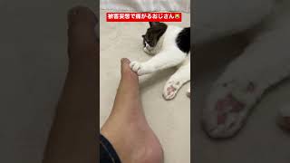 ついに猫に触れられずとも痛みを感じ始めたおっさん #shorts