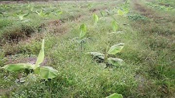 mô hình tưới phun mưa hiệu quả cho cây chuối tại Đồng Nai www vnplant com 0985833804