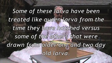 Micro Scale Queen Production