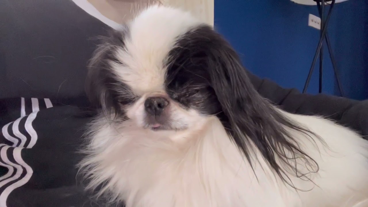 Japanese Chin Dog Saying hello | Cute Dogs having fun and sleeping