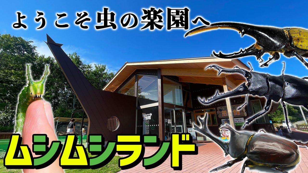 ボタンと近寄る昆虫 The beetle-shaped insect museum 