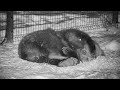 Мансур 🟤 Спи медвежонок 3 🐻🌙
