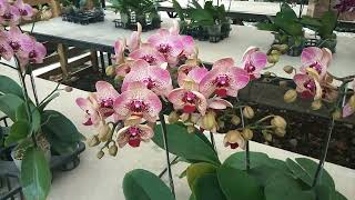 Ada Yang Bilang Motifnya Mirip Batik Dan Leopard