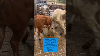 €2,800 For Suckler Team (Balla)