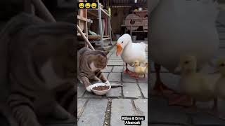 276 En Komik Eğlenceli Komik Videolar İzle ₺komedi #comedy #kahkaha #mizah #funny #trendvideo #reels