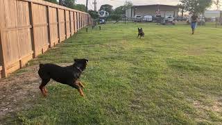 Play before sundown with the Rotties