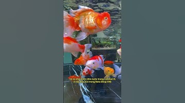 Hồ cá trong vắt nhưng cá vẫn ốm - Bí mật được hé lộ sau 3 giây #notashopvn #aquarium #fish