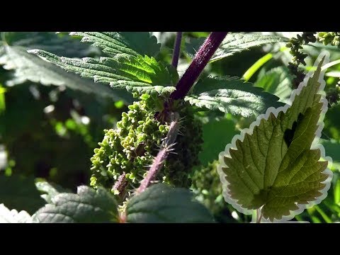 Video: Vantaggi della radice di ortica - Scopri come raccogliere le radici di ortica