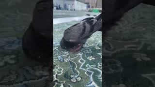 Birds Sajda In Makkah