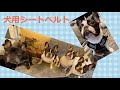 犬用シートベルト うちの場合 フレンチブルドッグ 【French bulldog】
